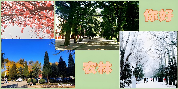 校园风光
